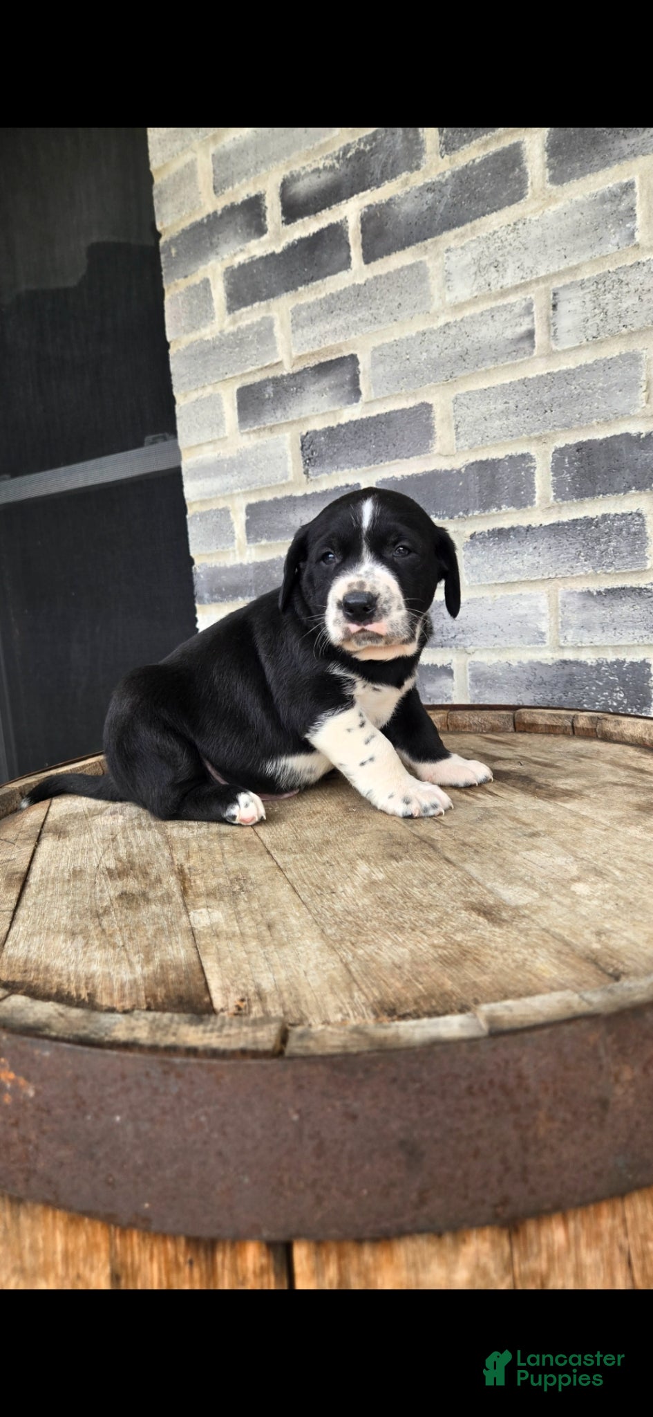 Mixed Breed dogs for sale: Mixed Breed Puppy 3 - Ad 3