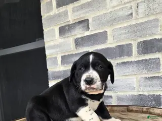 Mixed Breed dogs for sale: Mixed Breed Puppy 3 - Ad 3