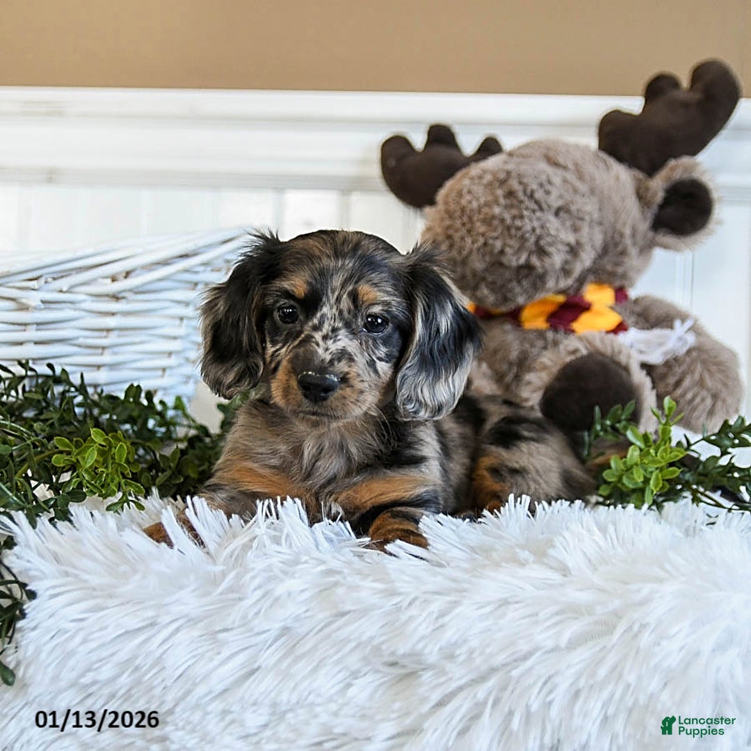 Miniature Dachshund dogs for sale: Muffin - Ad 3