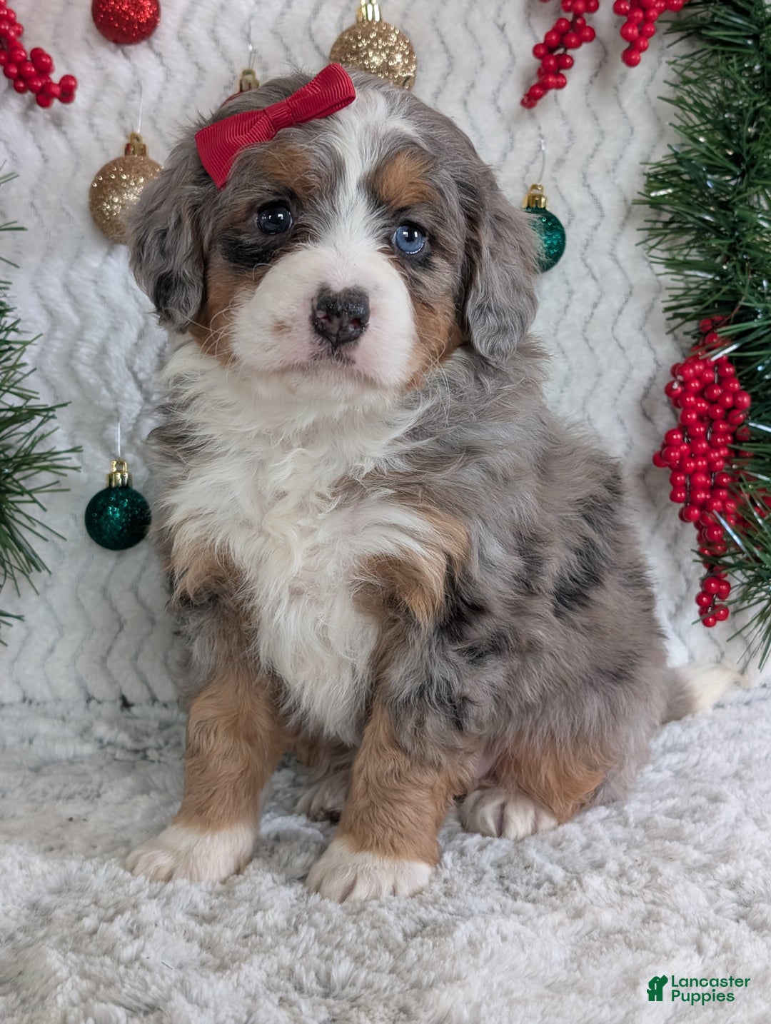 Mini Bernedoodle dogs for sale: Mini Daisy  - Ad 6