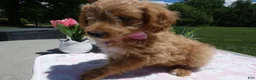 Mini Aussiedoodle dogs for sale: Mini Aussiedoodle 4 Dolly - Ad 3