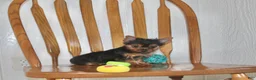 Yorkshire Terrier dogs for sale: Chase - Ad 1