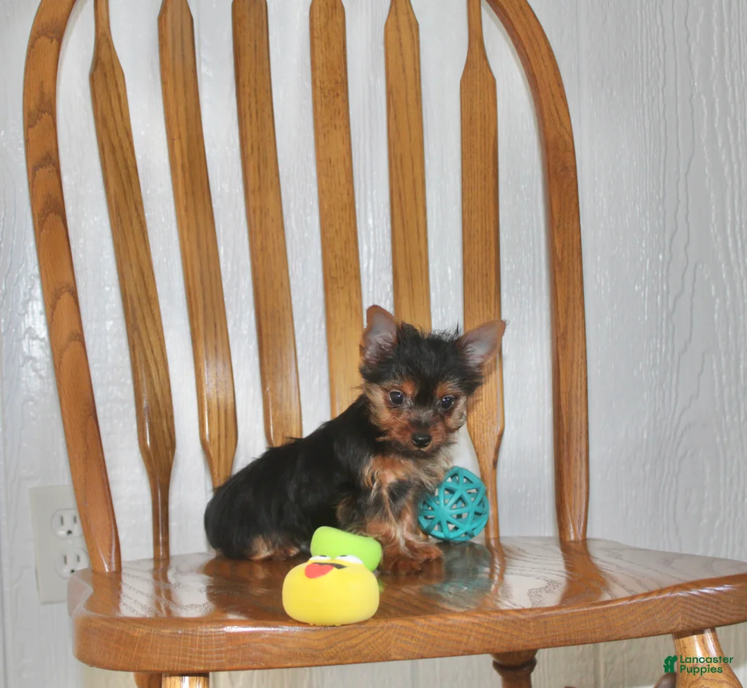 Yorkshire Terrier dogs for sale: Chase - Ad 1