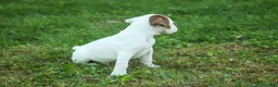 Boxer dogs for sale: Brutus - Ad 2