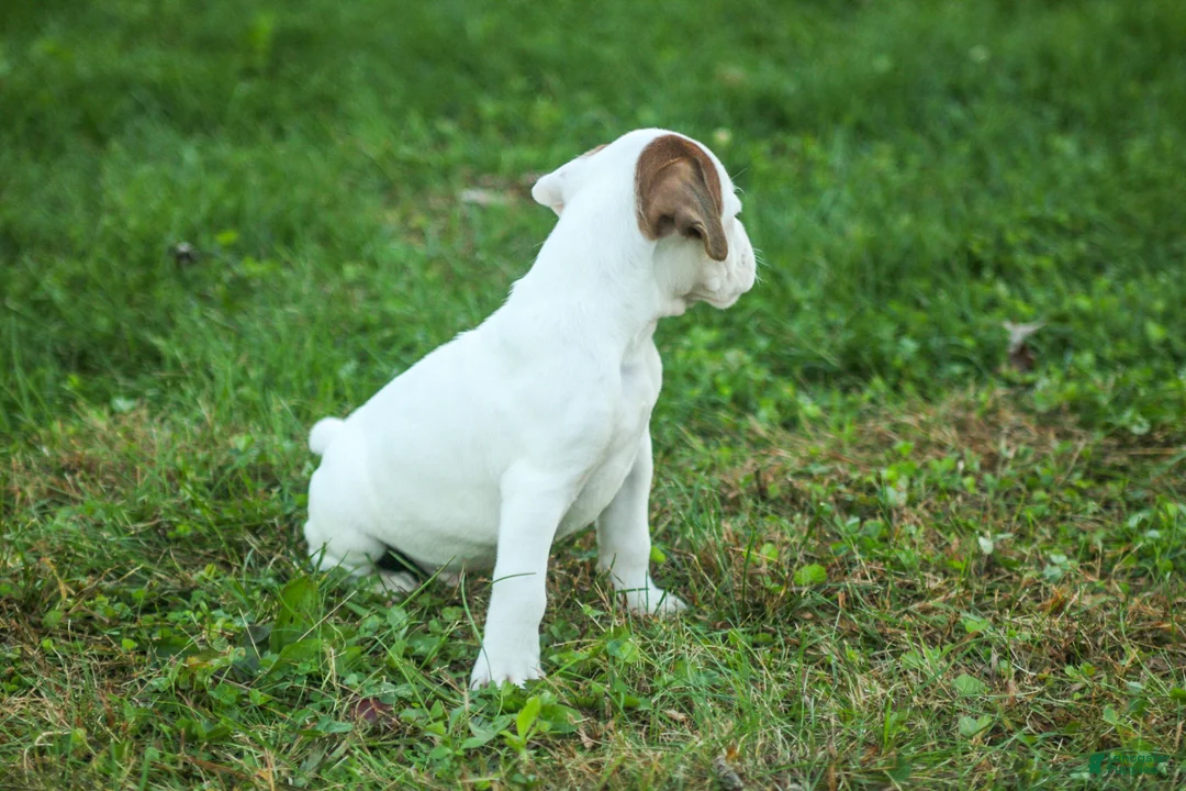 Boxer dogs for sale: Brutus - Ad 2