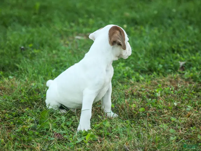 Boxer dogs Brutus - Ad 2