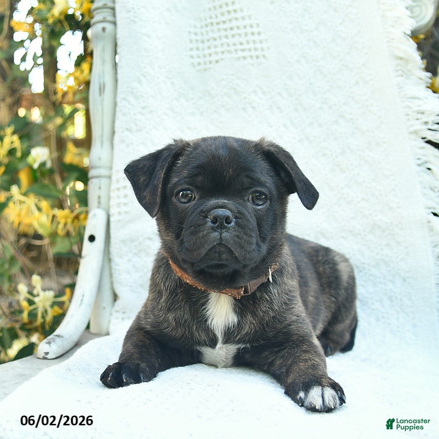 Mixed Breed dogs for sale: Sherlock  - Ad 3