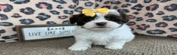 Shihpoo dogs for sale: Shihpoo 3 - Ad 8