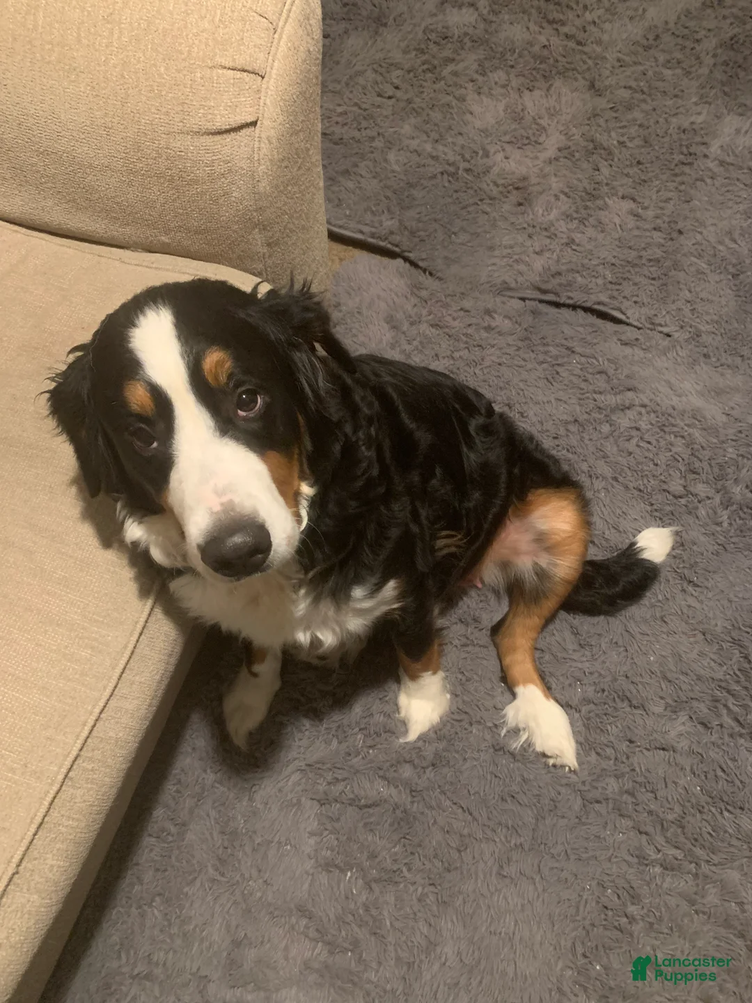 Mixed Breed dogs for sale: Dash  - Ad 2