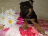 German Shepherd Puppy 7 Julius