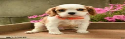 Cavalier King Charles Spaniel dogs for sale: Foster - Ad 5