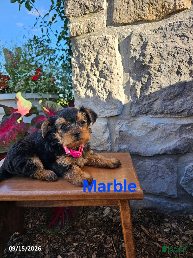 Yorkiepoo dogs Marble - Ad 1