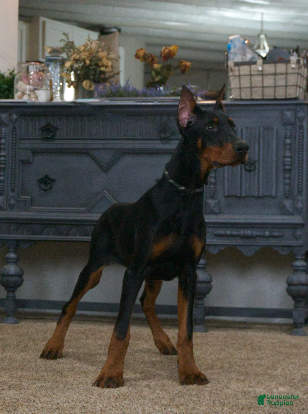 Doberman Pinscher dogs for sale: Natasha AKC European Doberman HUGE! - Ad 2