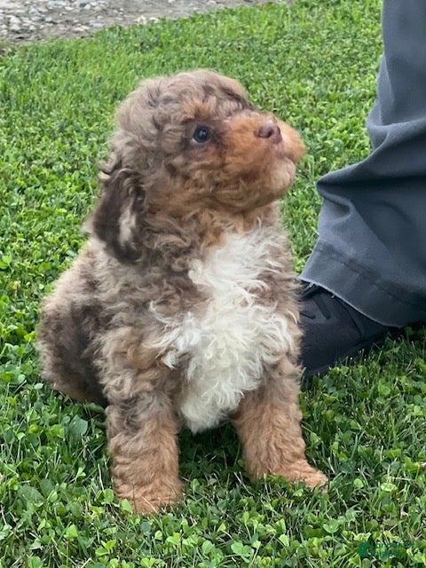 Aussiedoodle dogs Trifle Mini Aussiedoodle  - Ad 2
