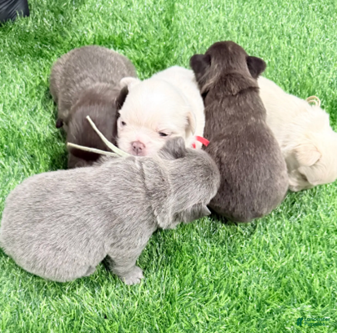 French Bulldog dogs for sale: Feliz - Ad 9