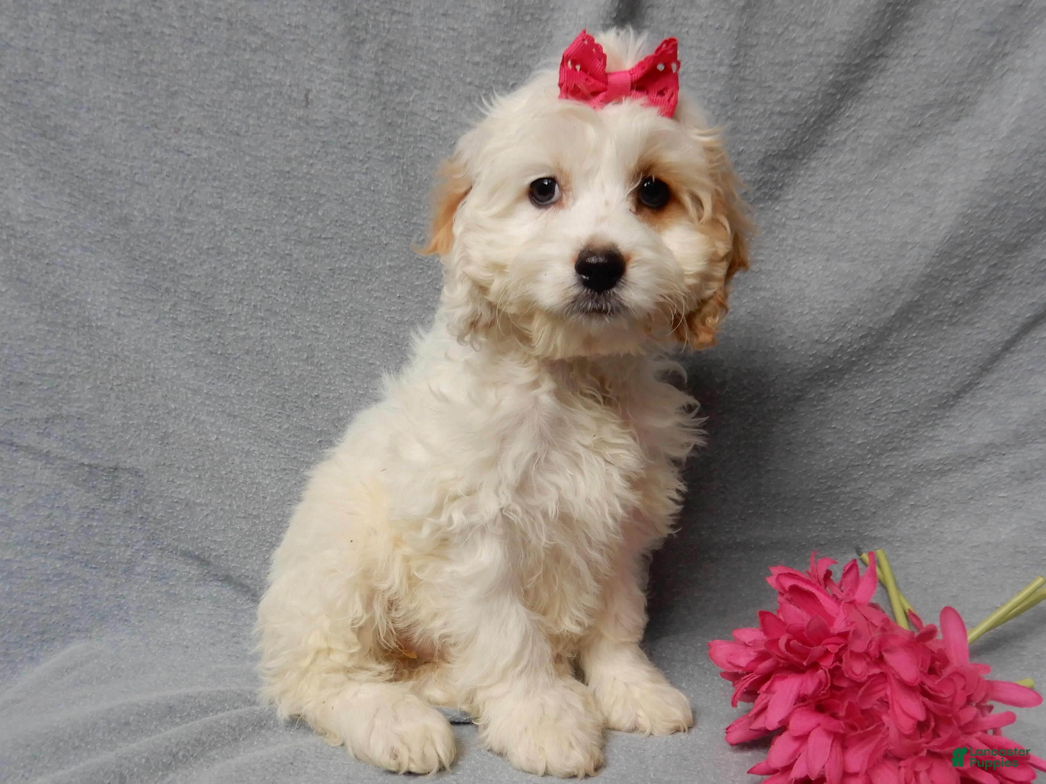 Cockapoo dogs Selena - Ad 15