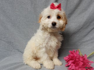 Cockapoo dogs Selena - Ad 24