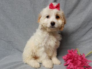 Cockapoo dogs Selena - Ad 13