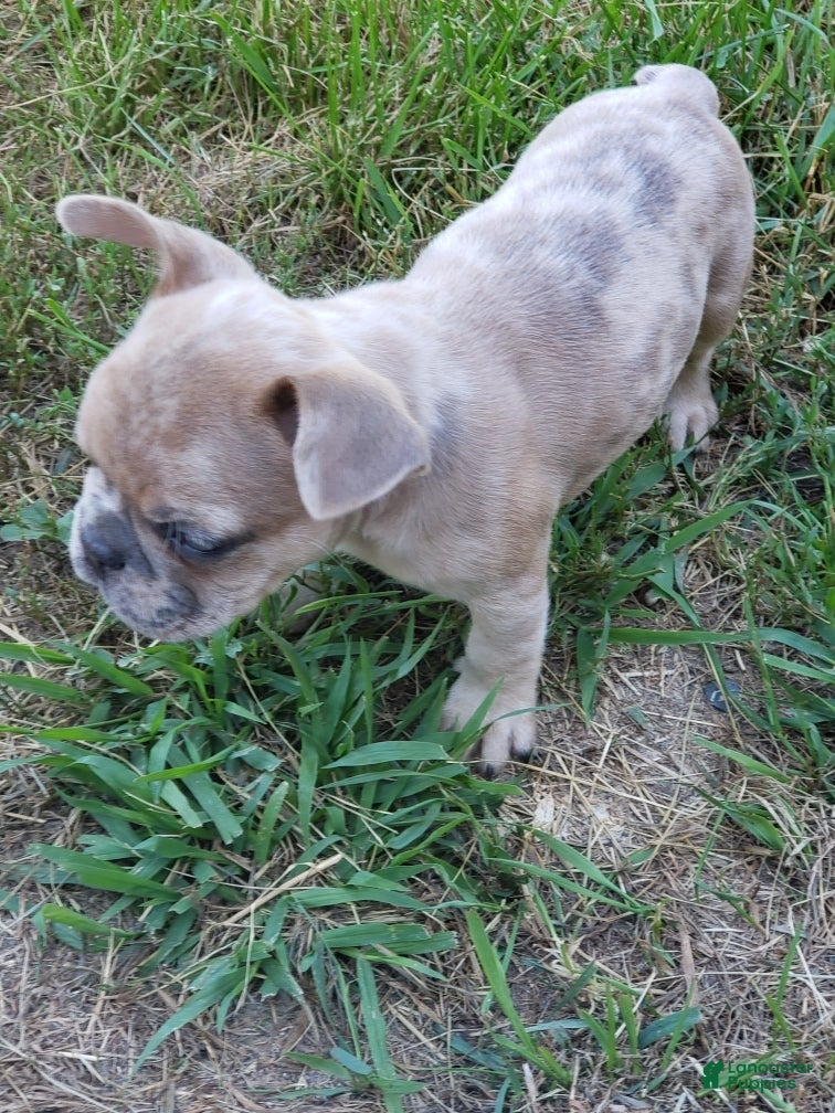 French Bulldog dogs Sunny - Ad 14