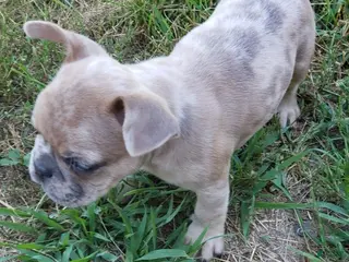 French Bulldog dogs Sunny - Ad 14