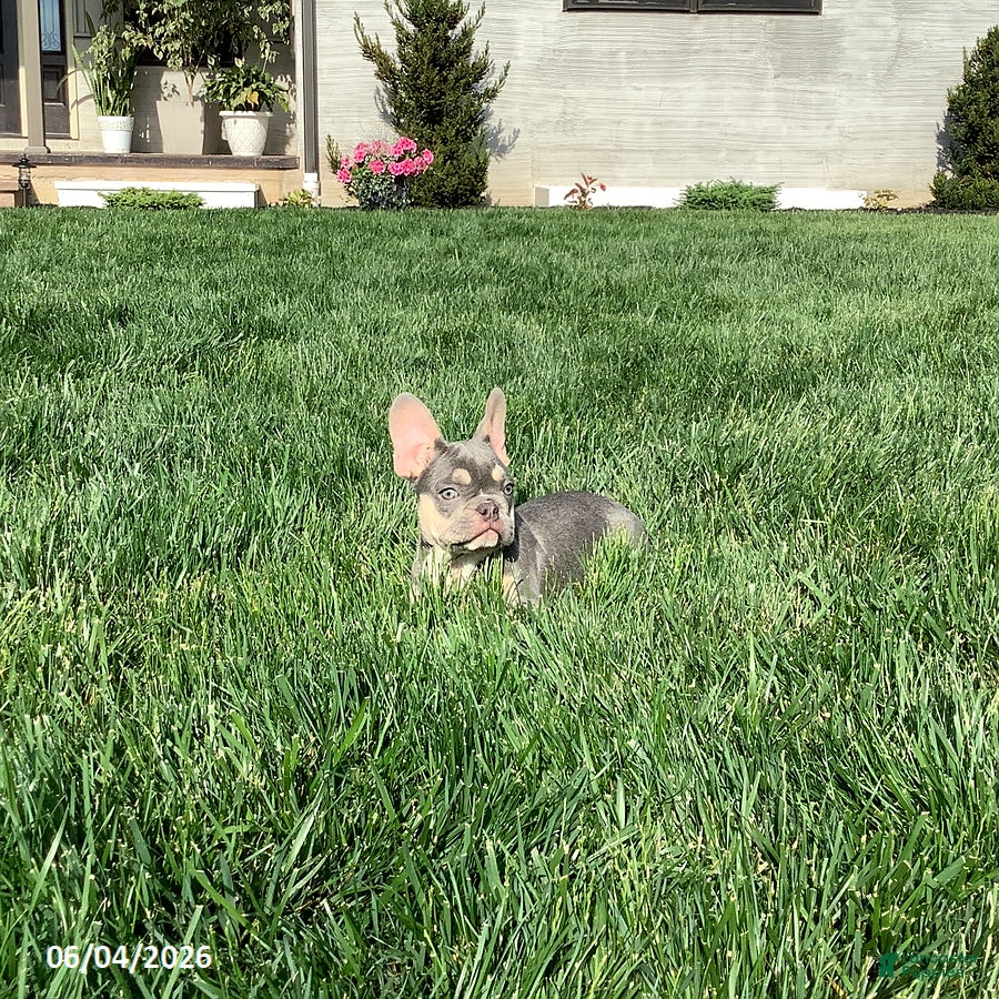 French Bulldog dogs for sale: Casper - Ad 4