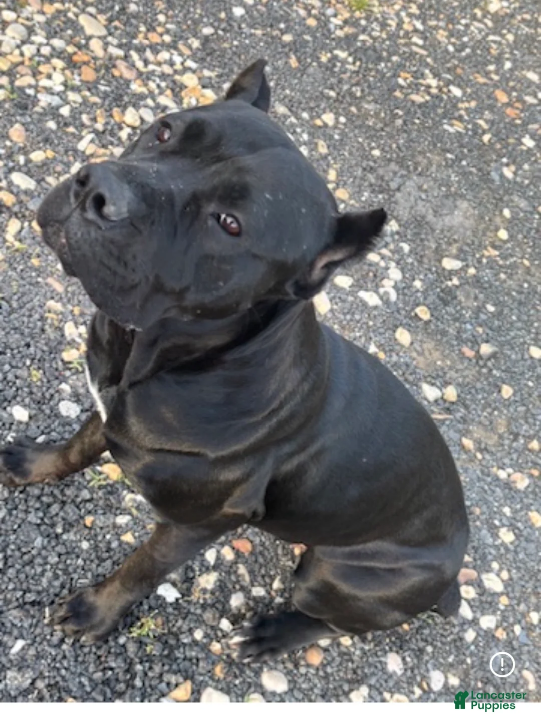 Cane Corso dogs for sale: Cane Corso Puppy 1 - Ad 2