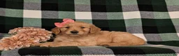 Golden Retriever dogs for sale: Nadia AKC Registered - Ad 4