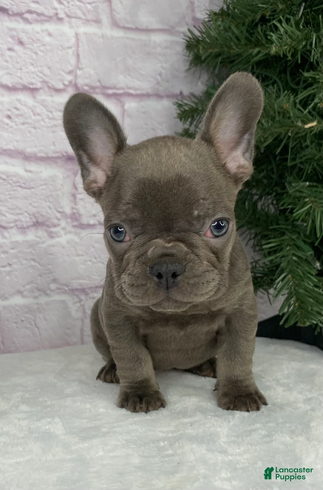 French Bulldog dogs for sale: Paisley  - Ad 6