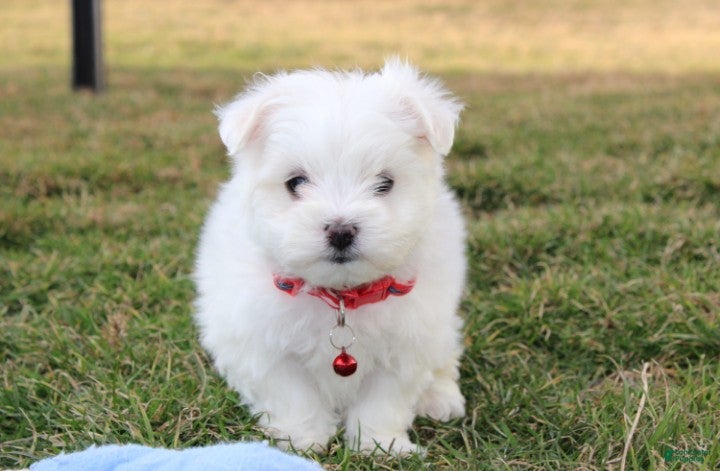 Maltese dogs Button  - Ad 1