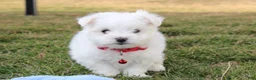 Maltese dogs for sale: Button  - Ad 1