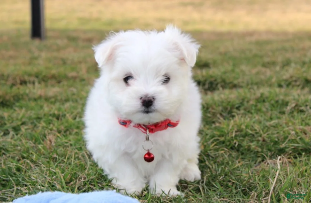 Maltese dogs for sale: Button  - Ad 1