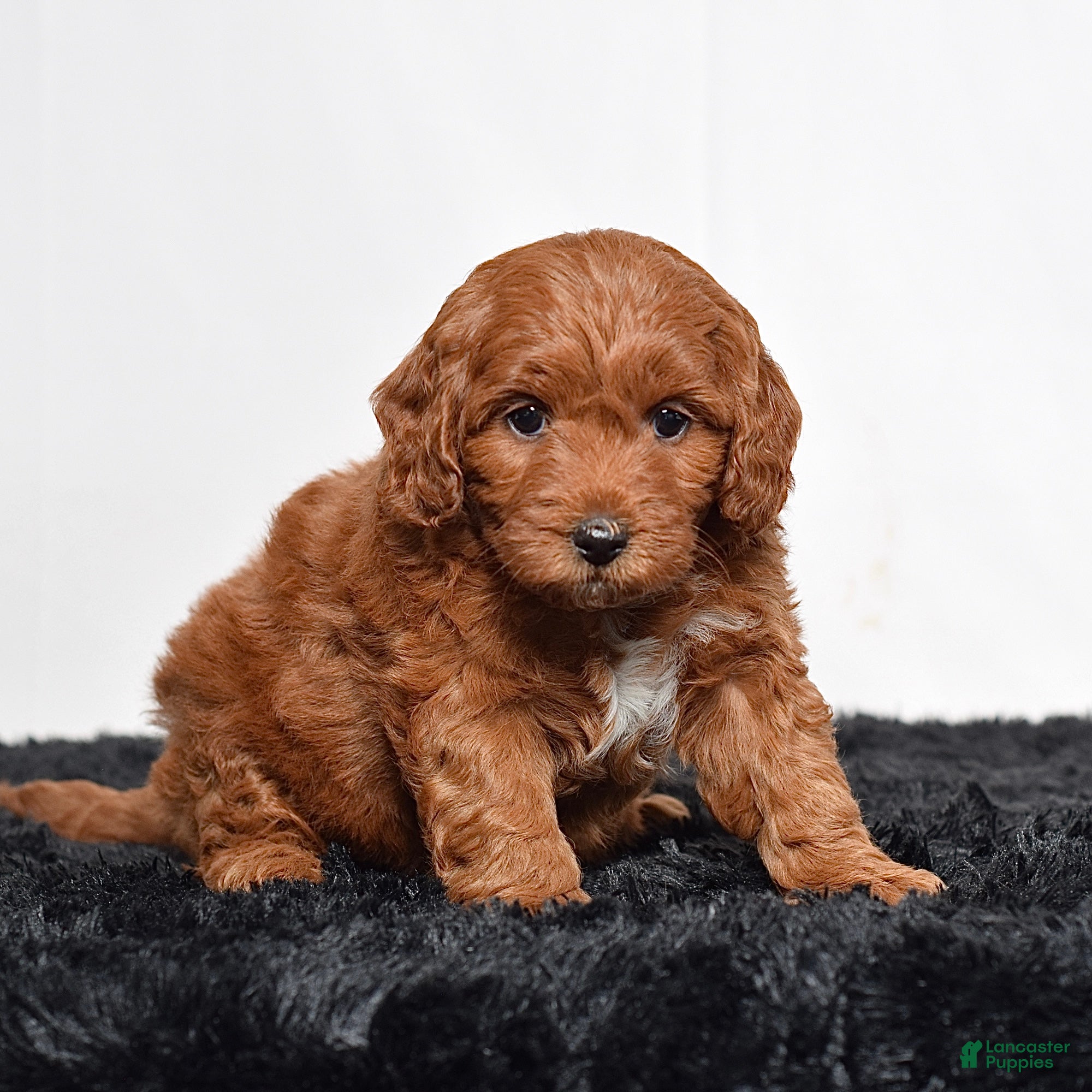 Mini Goldendoodle dogs for sale:  Mabel - Ad 5