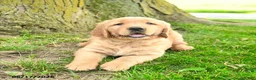 Golden Retriever dogs for sale: Princeton - Ad 4