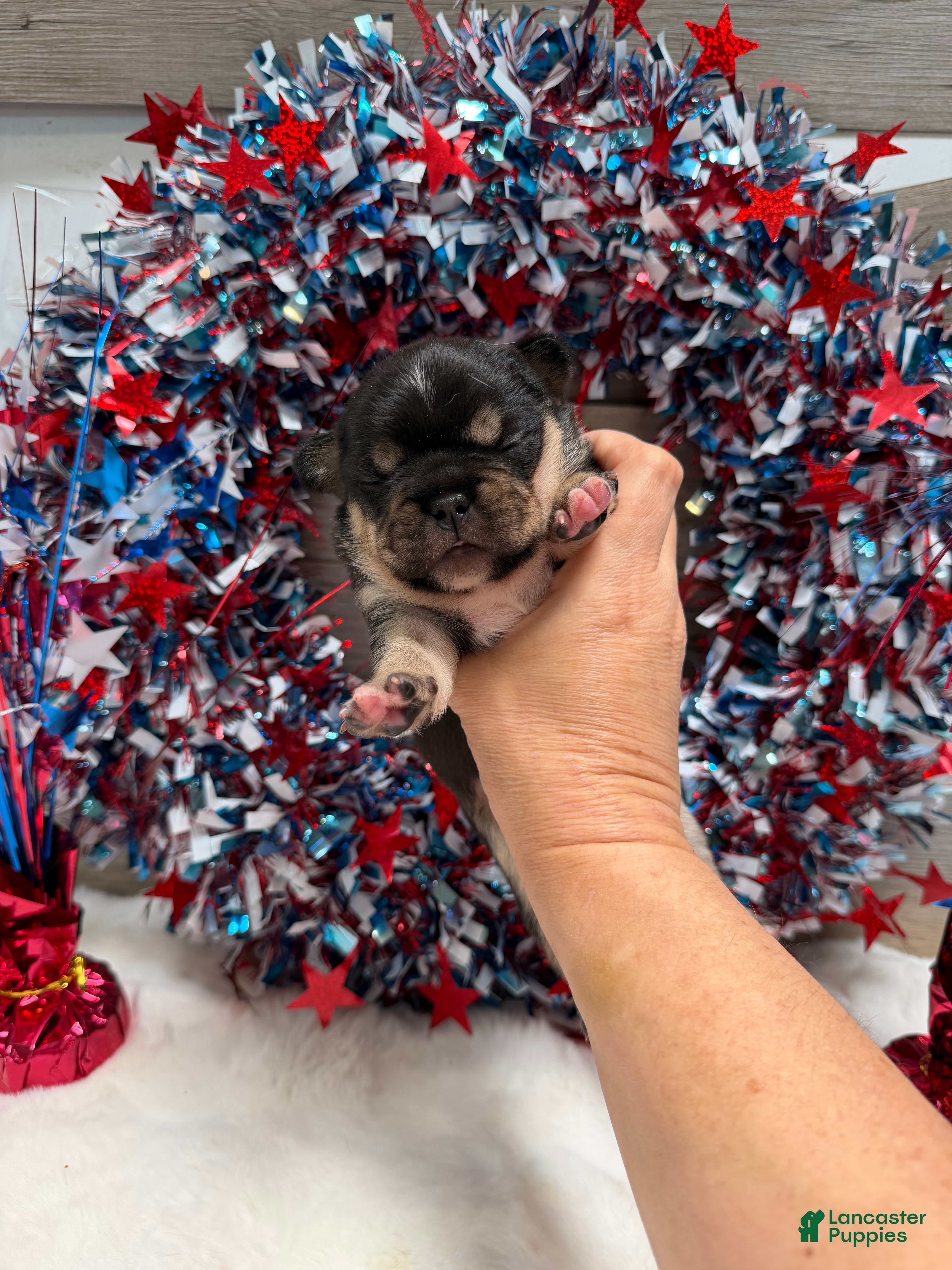 French Bulldog dogs Bud - Ad 1