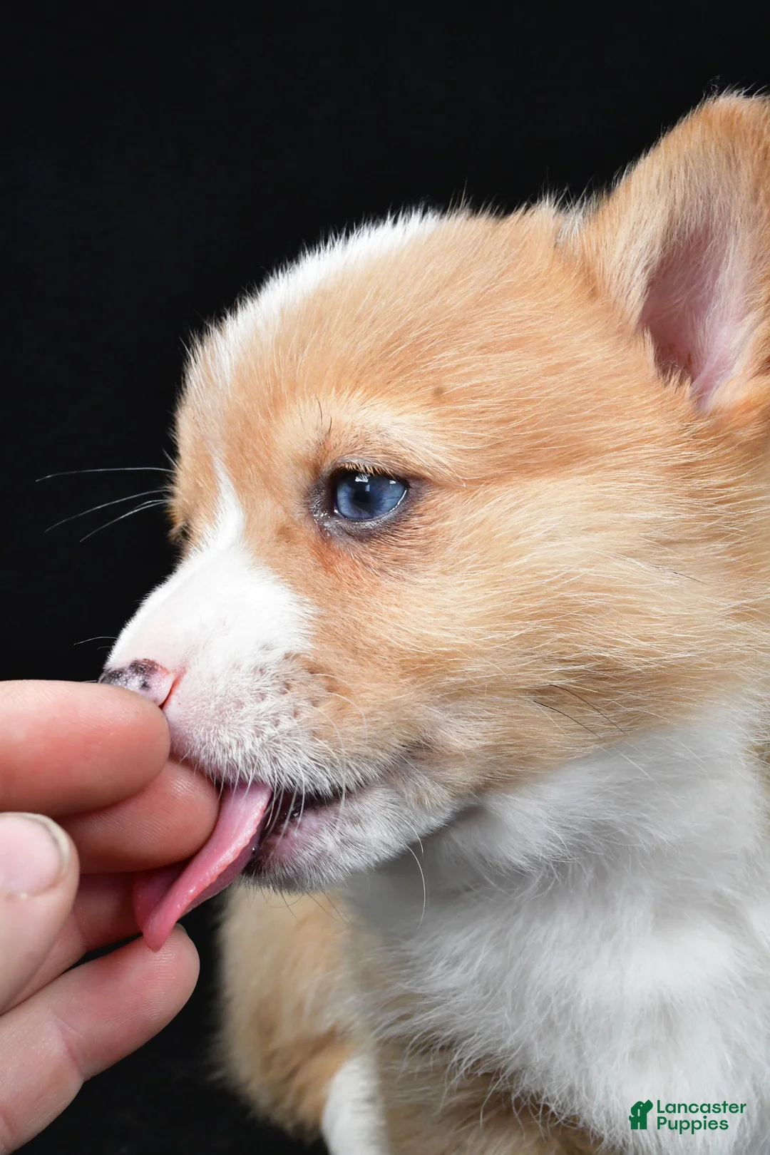Welsh Corgi Pembroke dogs for sale: Chester - Ad 8