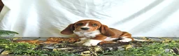 Basset Hound dogs for sale: Buttercup - Ad 4