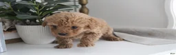 Cockapoo dogs for sale: Lio - Ad 2