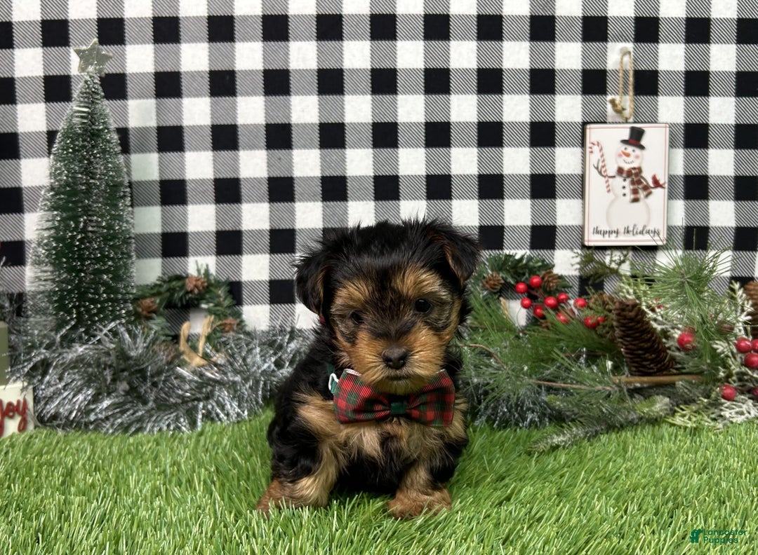 Yorkshire Terrier dogs for sale: Teddy - Ad 3