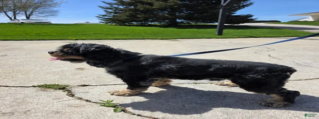 Simba