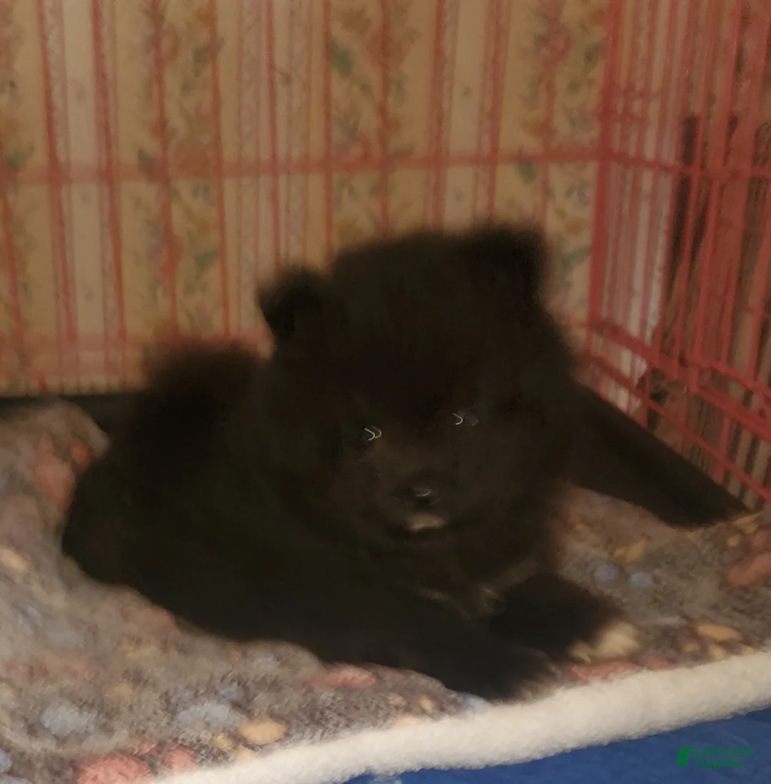 Pomeranian dogs for sale: Sir - Ad 2