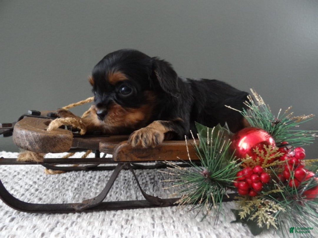 Cavalier King Charles Spaniel dogs for sale: Rosa - Ad 3