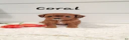 Cavapoo dogs for sale: Sparkle - Ad 7