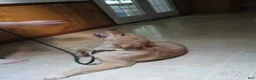 Golden Retriever dogs for sale: Golden Retriever 1 - Ad 8