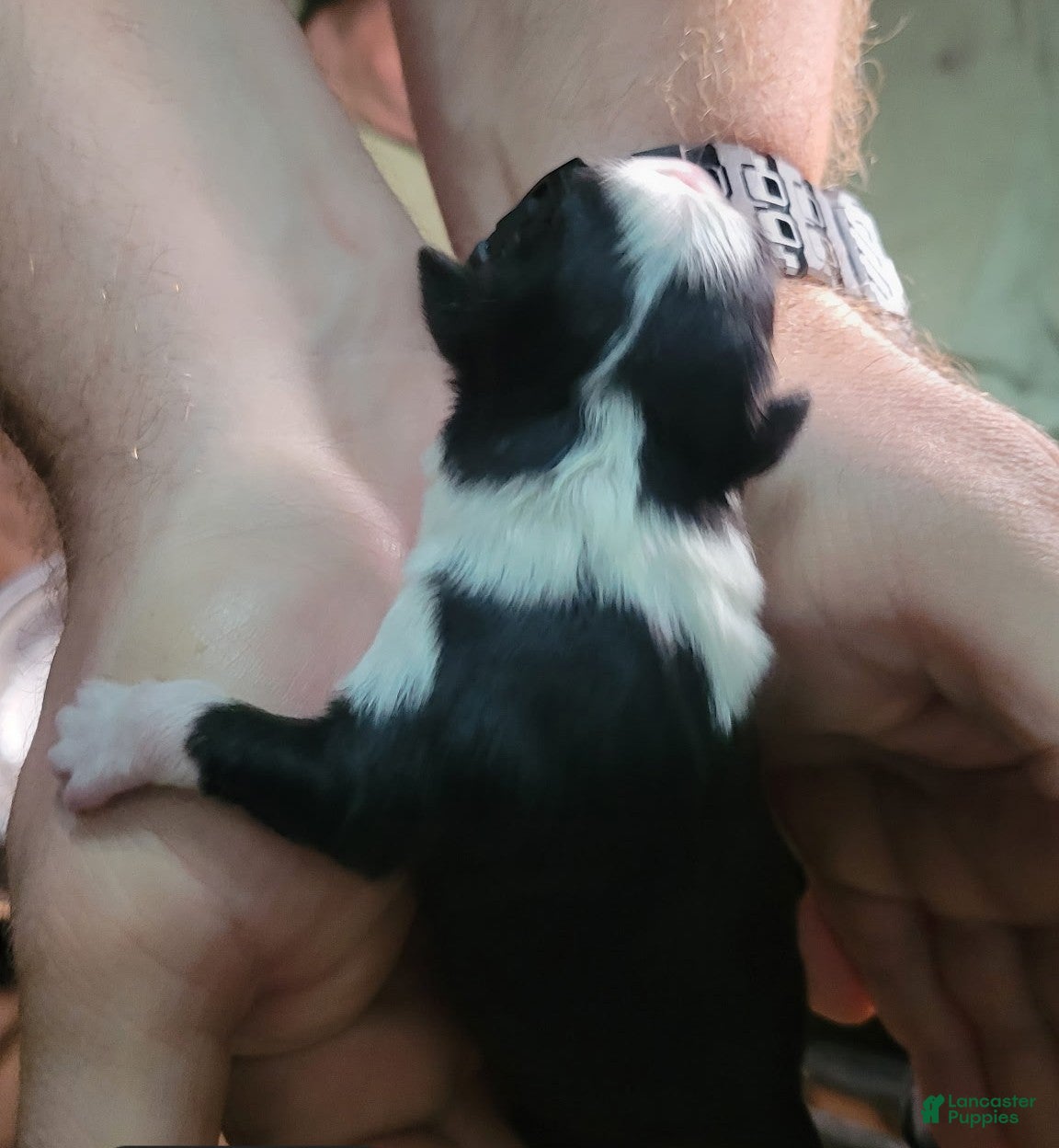 Miniature Australian Shepherd dogs Miniature Australian Shepherd  - Ad 8