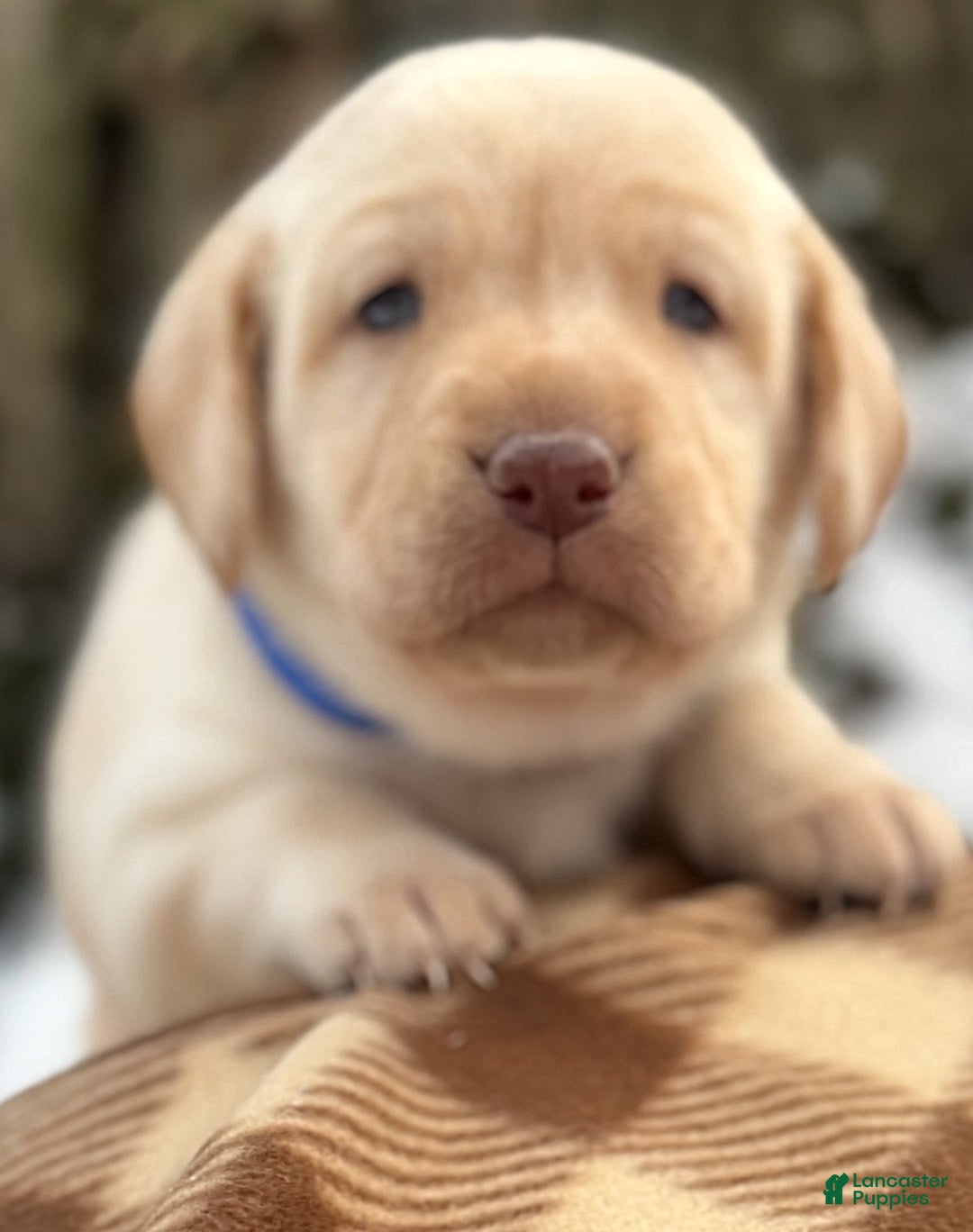 Labrador Retriever dogs for sale: Labrador Retriever Puppy 1 - Ad 6