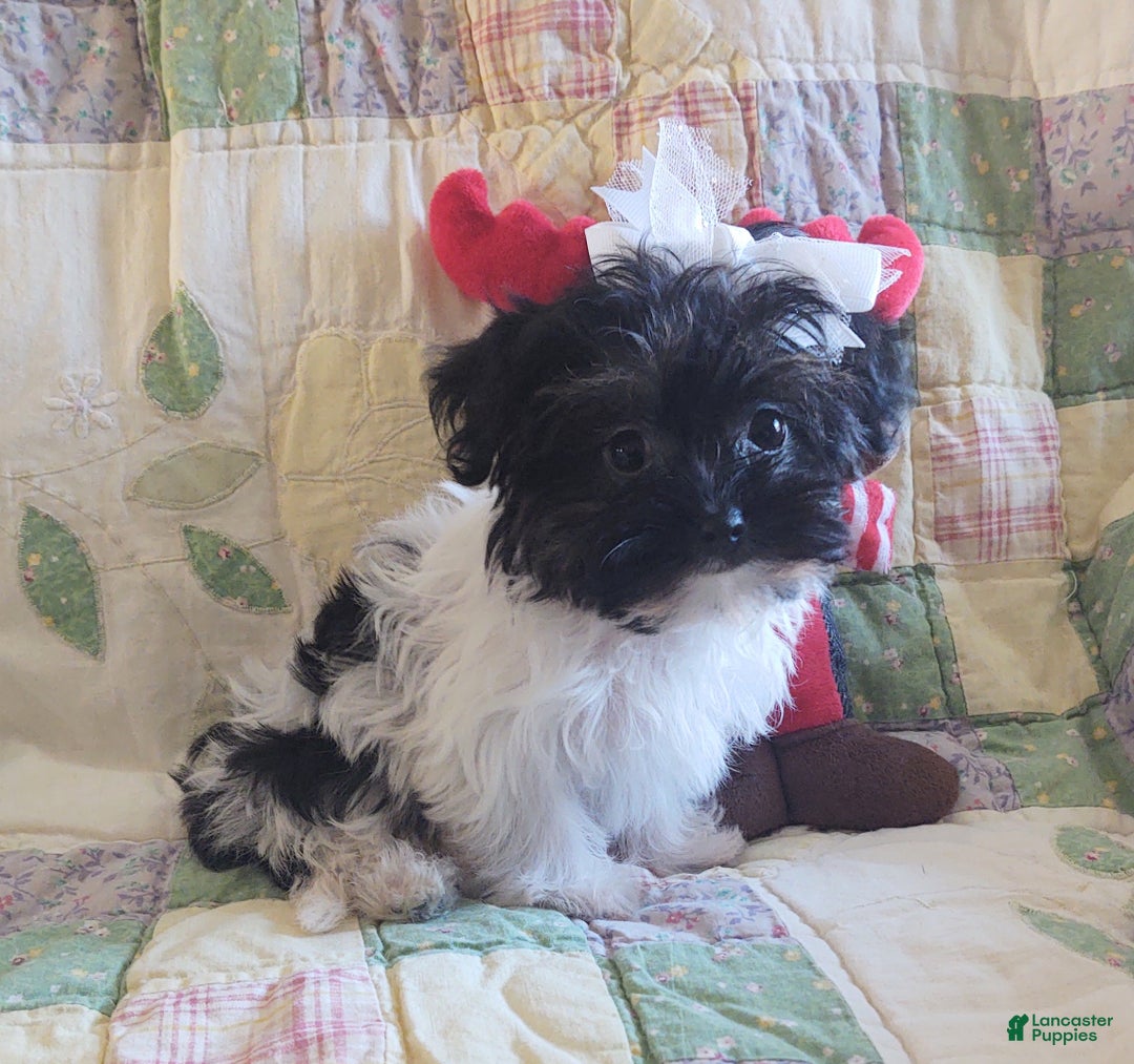 Yorkiepoo dogs for sale: Little Teapot  - Ad 2