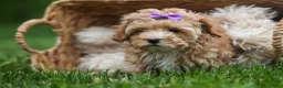 Havapoo dogs for sale: Ellie Mae 💛🐾 - Ad 5