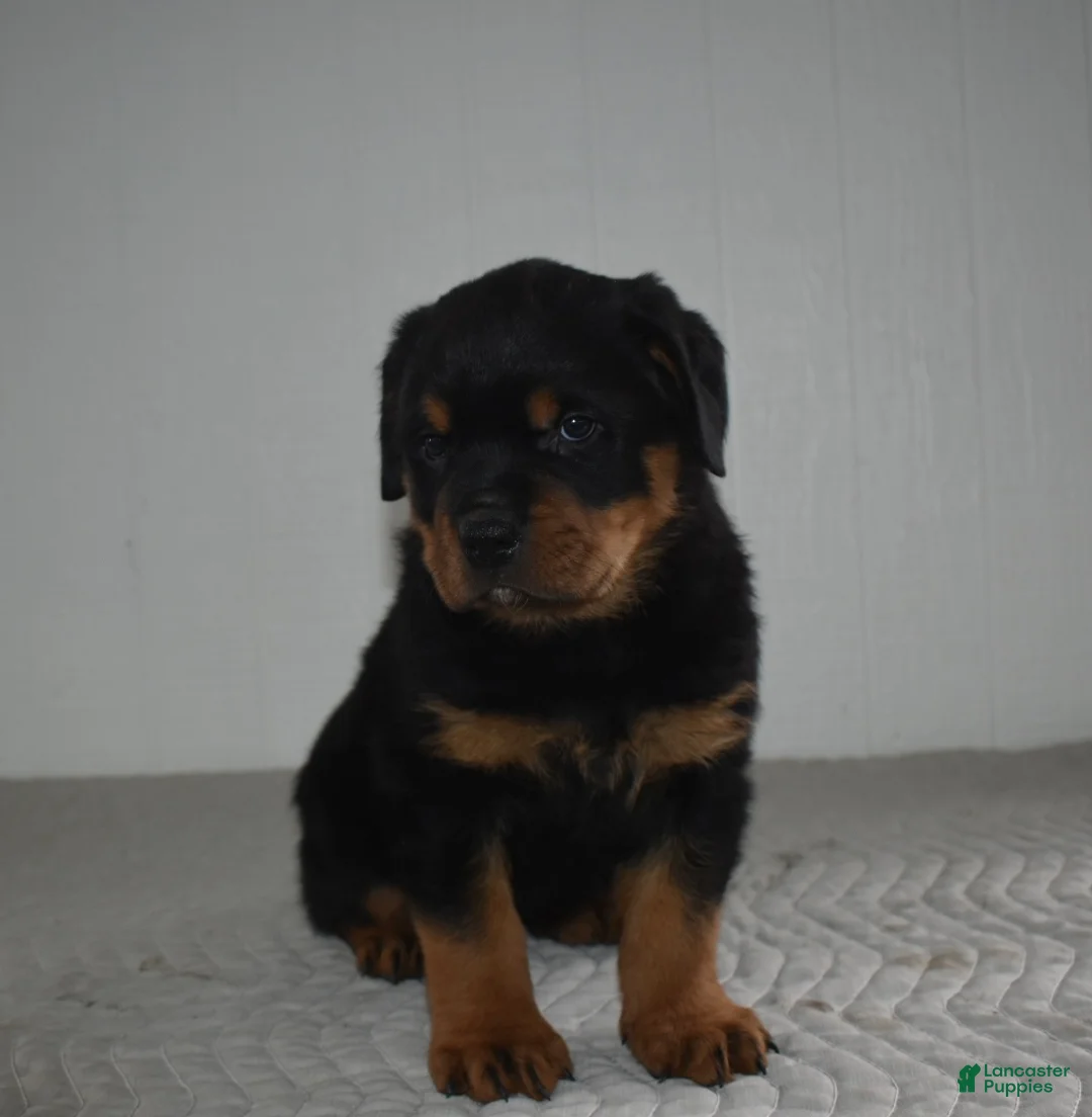 Rottweiler dogs for sale: Riley - Ad 3