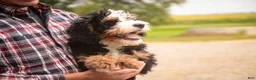 Mini Bernedoodle dogs for sale: Mooney Mini Bernedoodle  - Ad 3