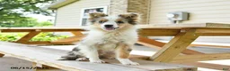 Miniature Australian Shepherd dogs for sale: Lucky SPECIAL NEEDS - Ad 1
